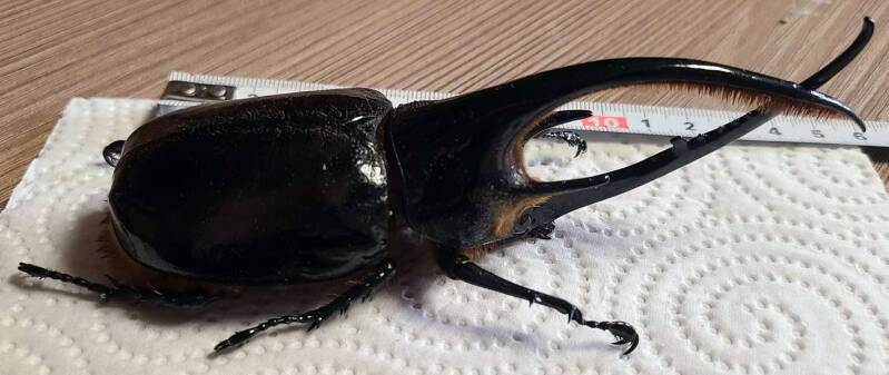 dynastes-neptunus_m_Equateur