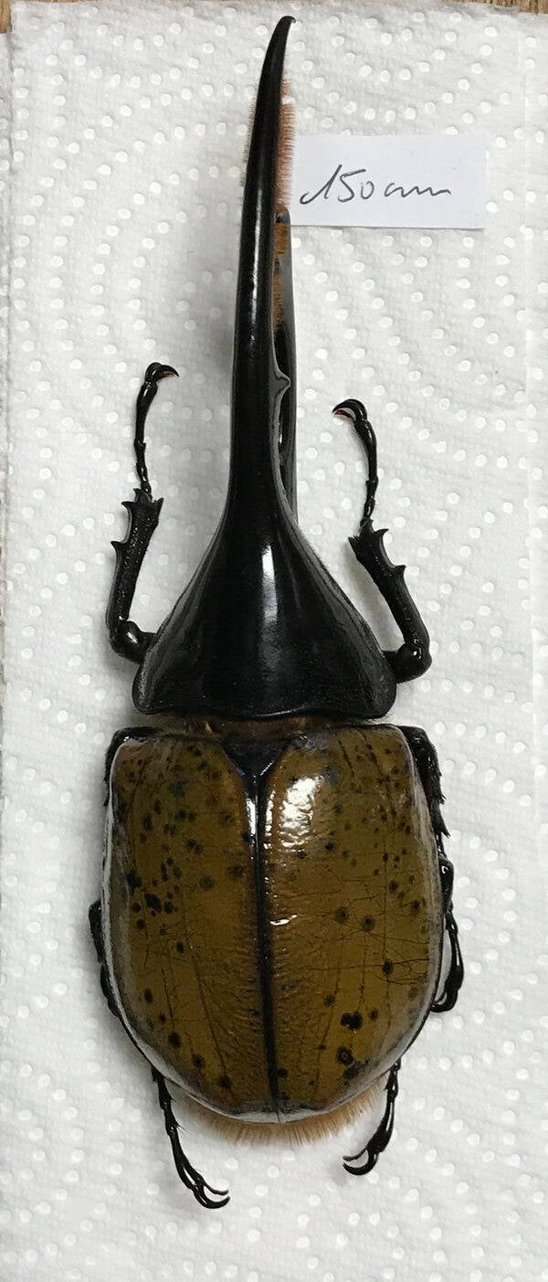 dynastes_hercules_ecuatorianus_m150_Equateur