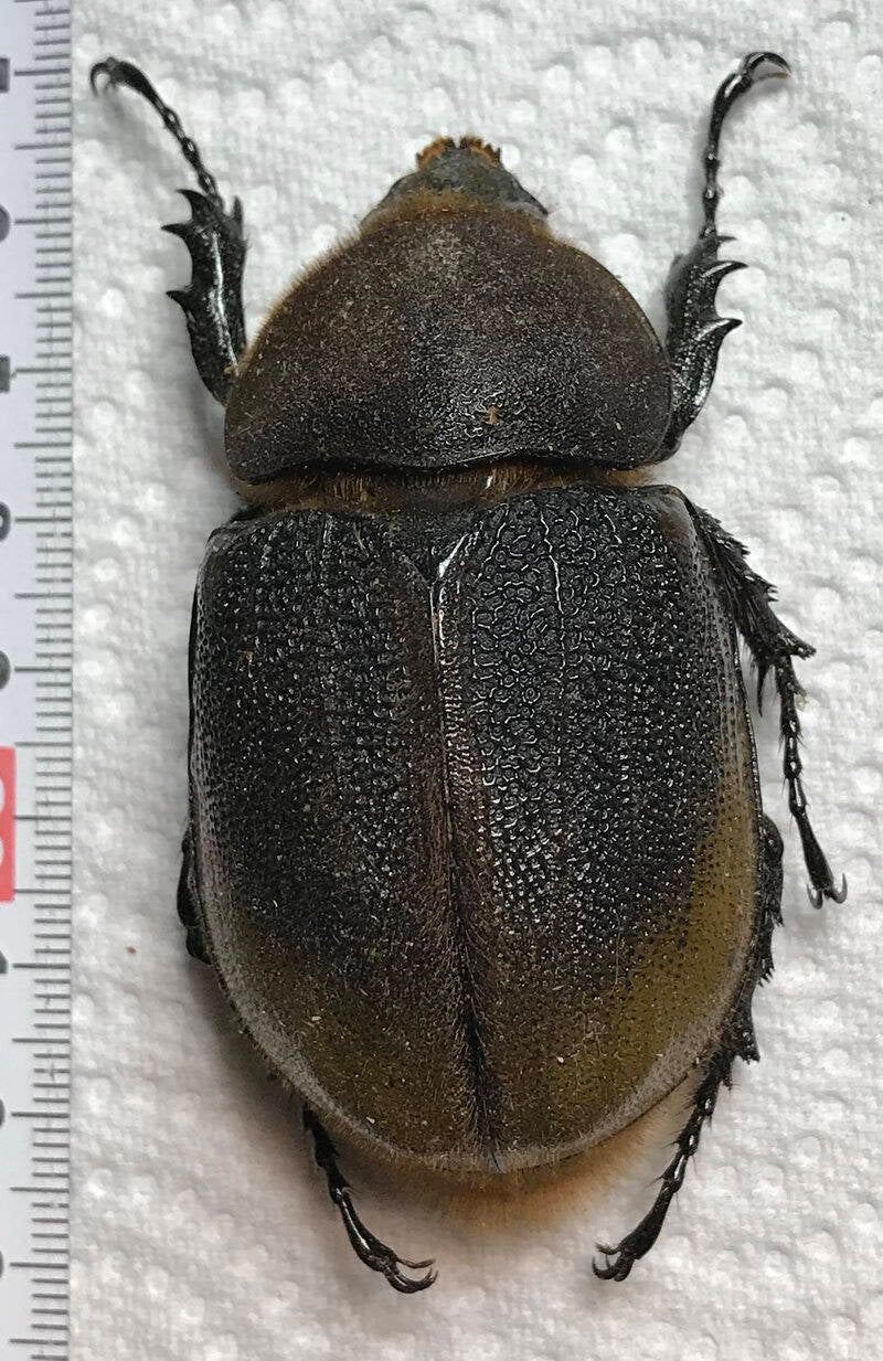 dynastes_hercules_occidentalis_f-Equateur