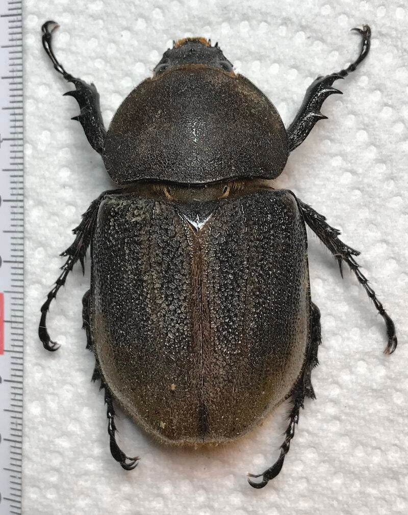 dynastes_hercules_occidentalis_f-Equateur