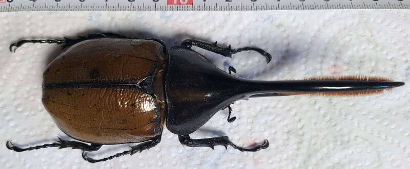 dynastes_hercules_occidentalis_m-Equateur