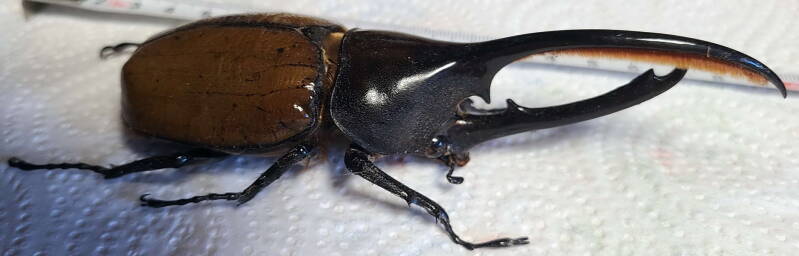 dynastes_hercules_occidentalis_m-Equateur