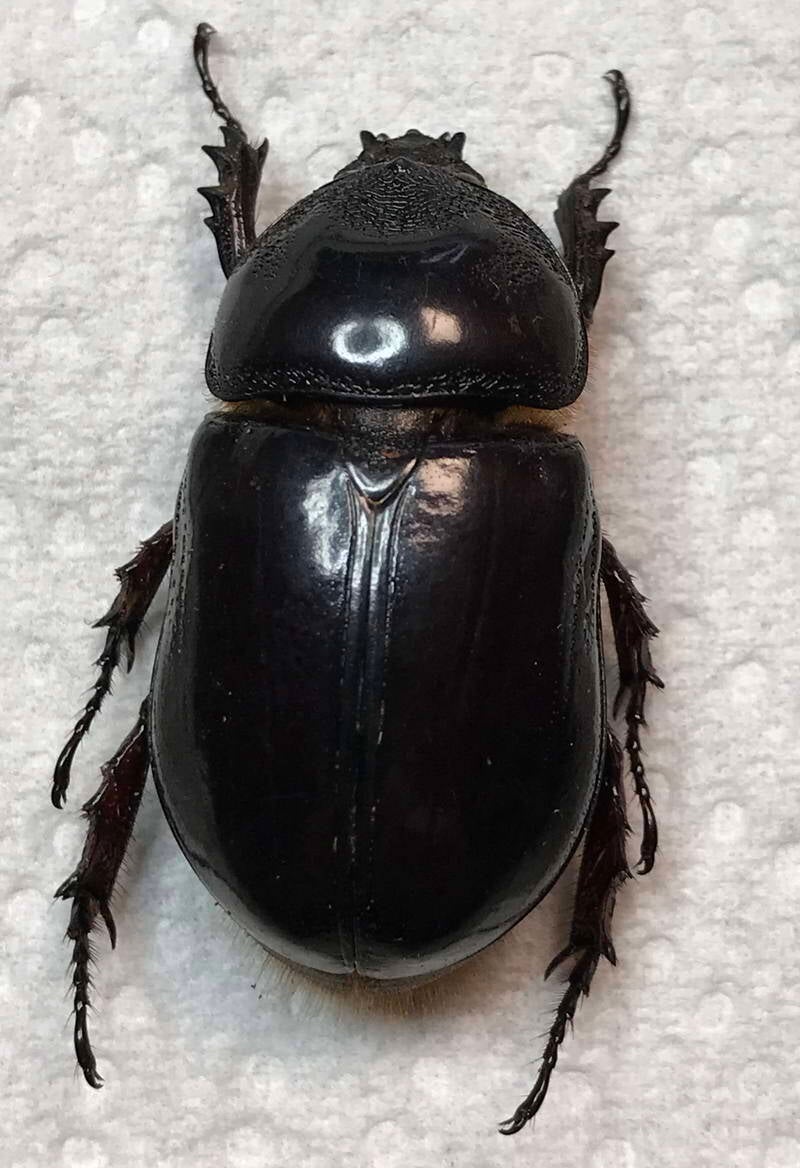 dynastidae_sp06_Guyane fr