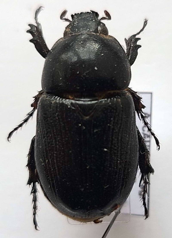 Dynastinae sp 1035  Equateur