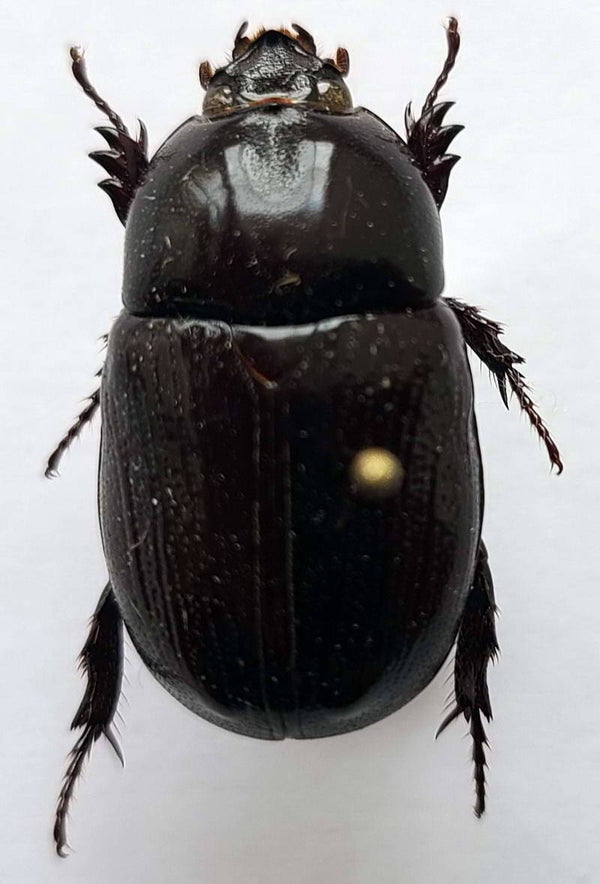 Dynastinae sp 1189   Guyane française