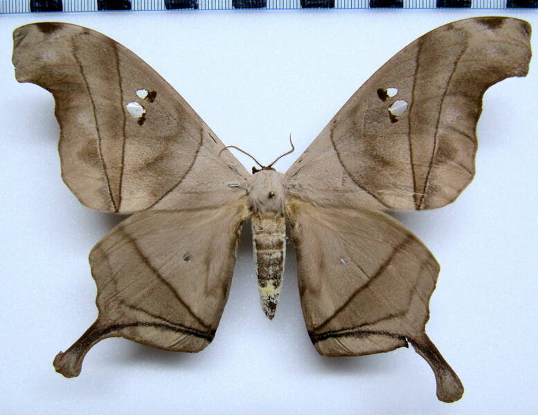 dysdaemonia_boreas_gf_m-standard.jpg