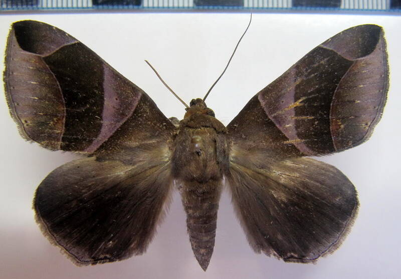 dysgonia_purpurata_gf-standard.jpg