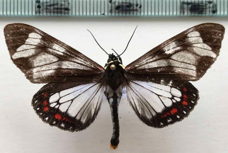 dysschema_cerialis_m_cr-standard.jpg