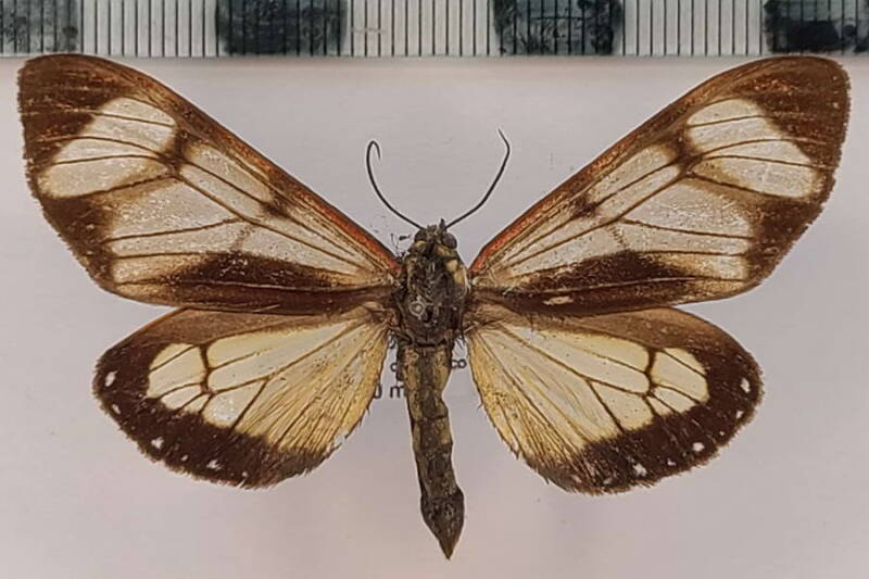 dysschema_grassator_m_per-standard.jpg