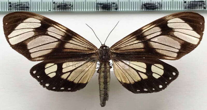 dysschema_hypoxantha_f_bol-standard.jpg