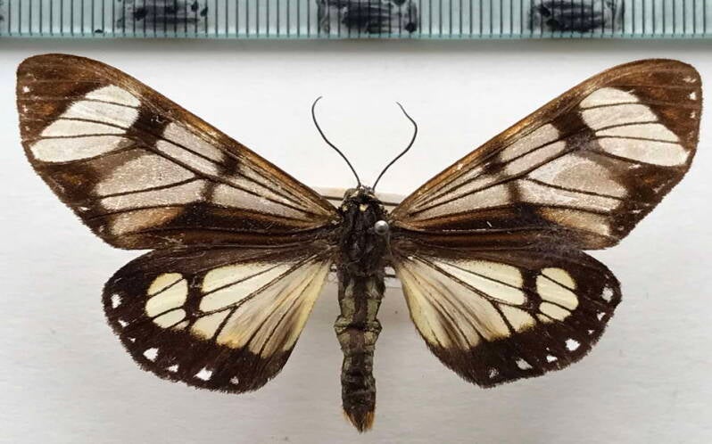 dysschema_hypoxantha_m_bol-standard.jpg