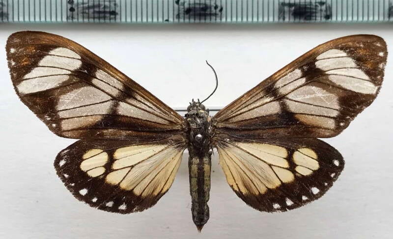 dysschema_hypoxantha_m_perou-standard.jpg
