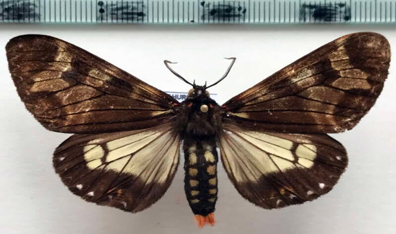 dysschema_imitata_f_eq-standard.jpg