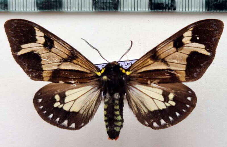 dysschema_imitata_m_eq-standard.jpg