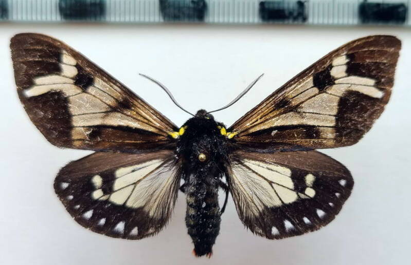 dysschema_imitata_m_per-standard.jpg