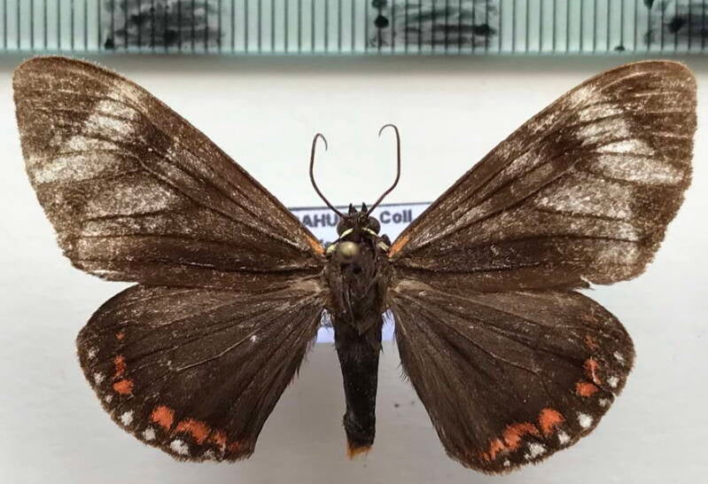 dysschema_leucophae_m02_mex-standard.jpg