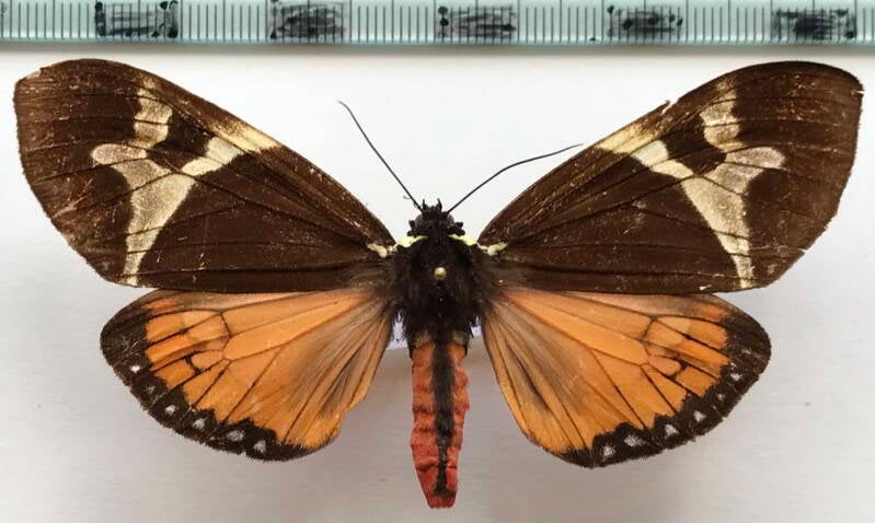 dysschema_magdala_f_cr-standard.jpg