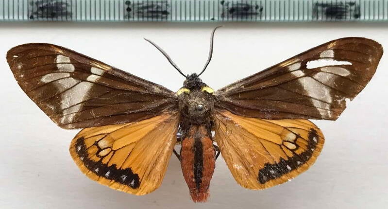 dysschema_magdala_m_mex-standard.jpg