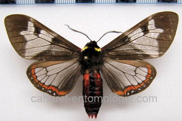 Dysschema marginalis mâle A1- Equateur