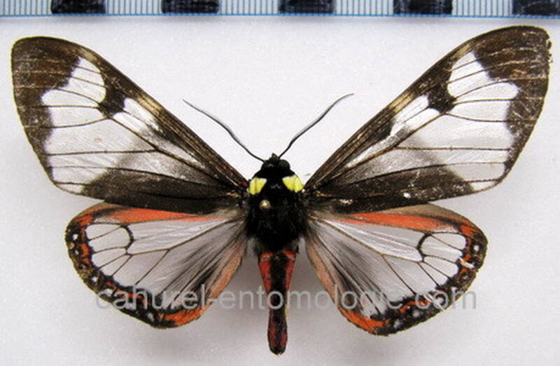 dysschema_marginalis_eq02-standard-cgvf5n.jpg