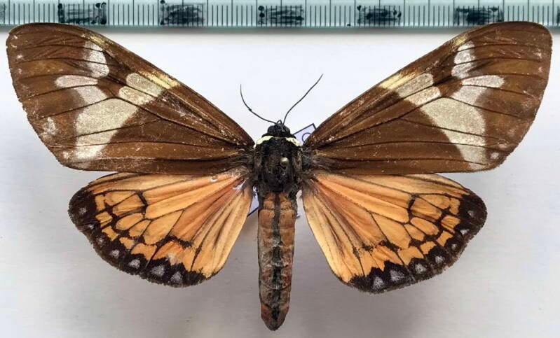 dysschema_marginalis_f_perou-standard.jpg
