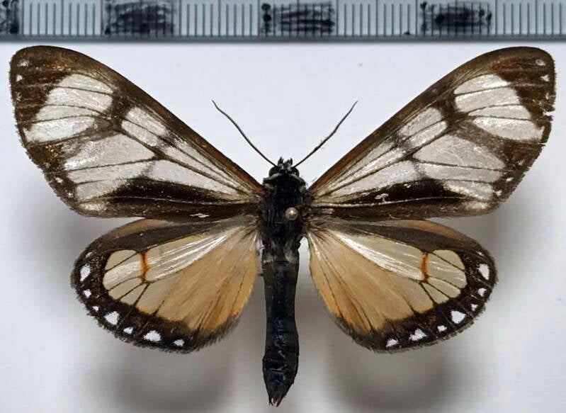 dysschema_nigrivenata_m_Equateur