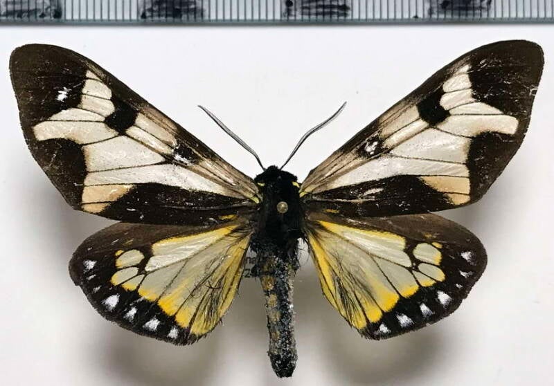 dysschema_porioni_m_equateur-standard.jpg