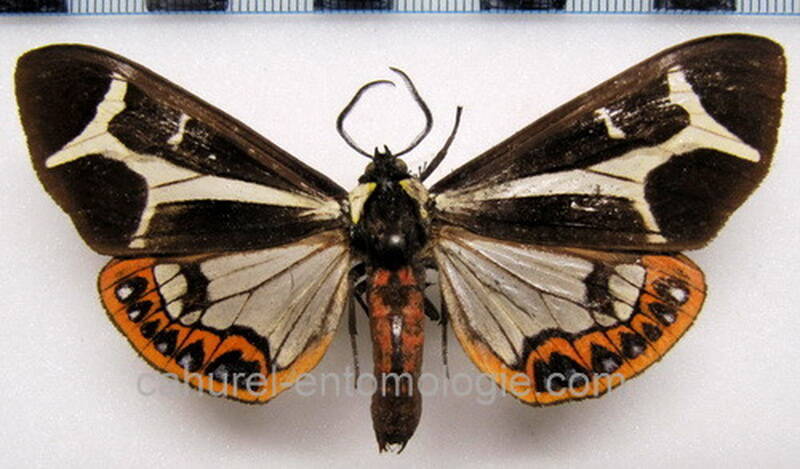 dysschema_sp010_mex-standard.jpg