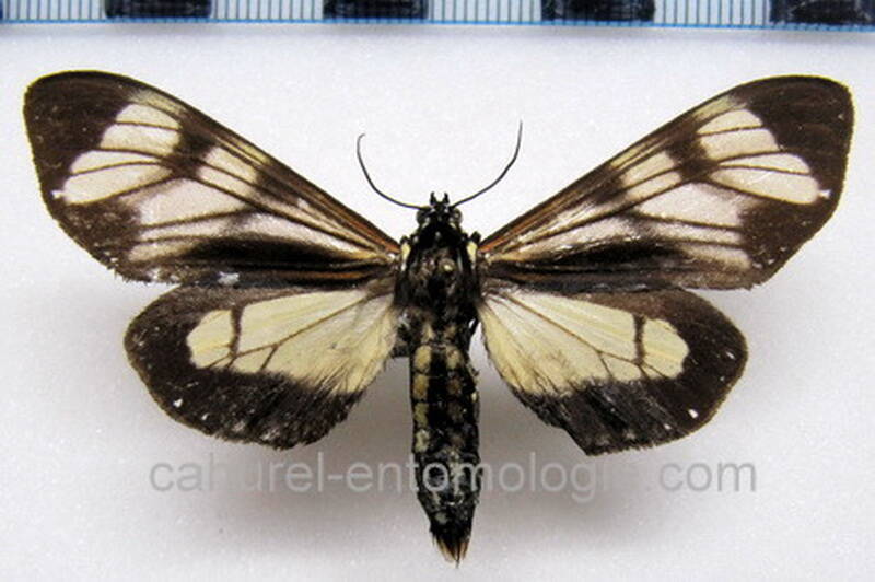dysschema_sp02_eq-standard.jpg