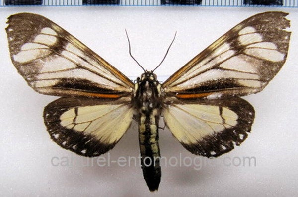 Dysschema sp 03 mâle A1- Equateur