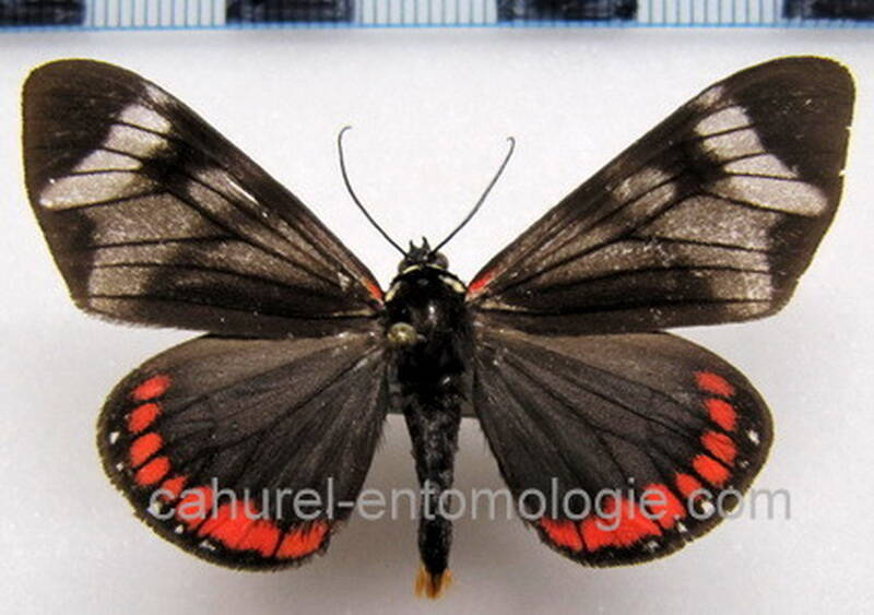 dysschema_sp04_mex-standard.jpg