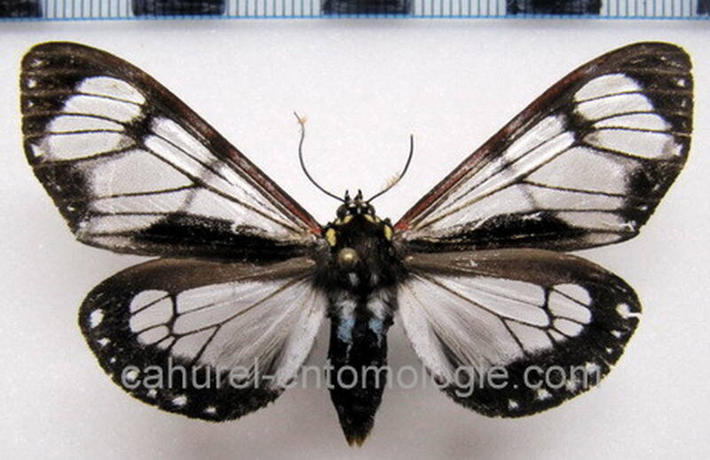 dysschema_sp06_eq-standard.jpg