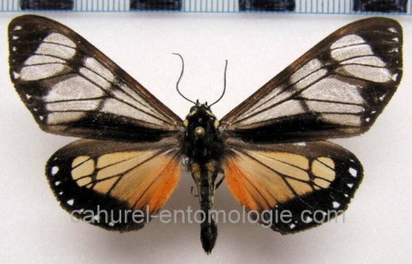 Dysschema sp 07 mâle A1- Equateur