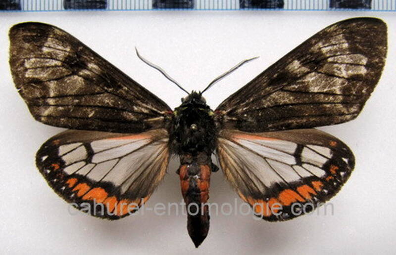 dysschema_sp09b_mex-standard.jpg