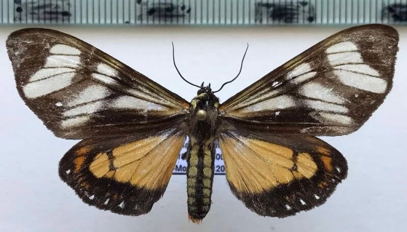 dysschema_talboti_m_Vénézuéla