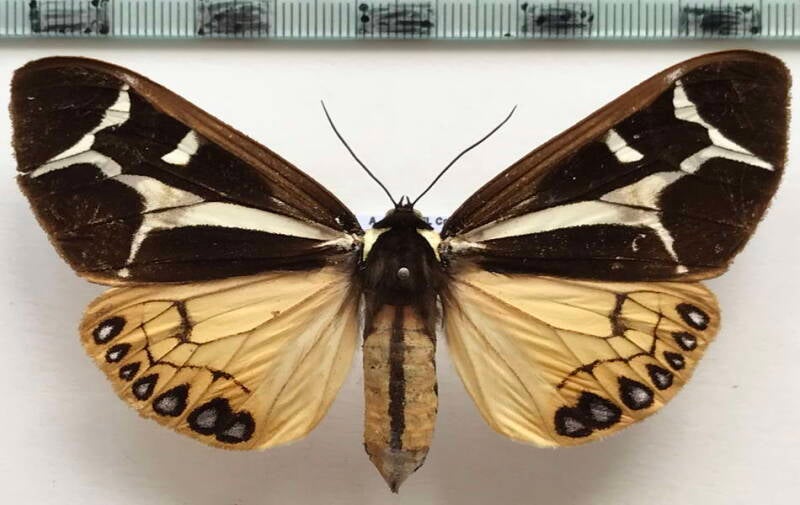 dysschema_thetis_f_mex-standard.jpg