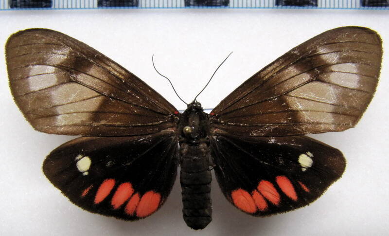 dysschema_tricolor_f02_gf-standard.jpg