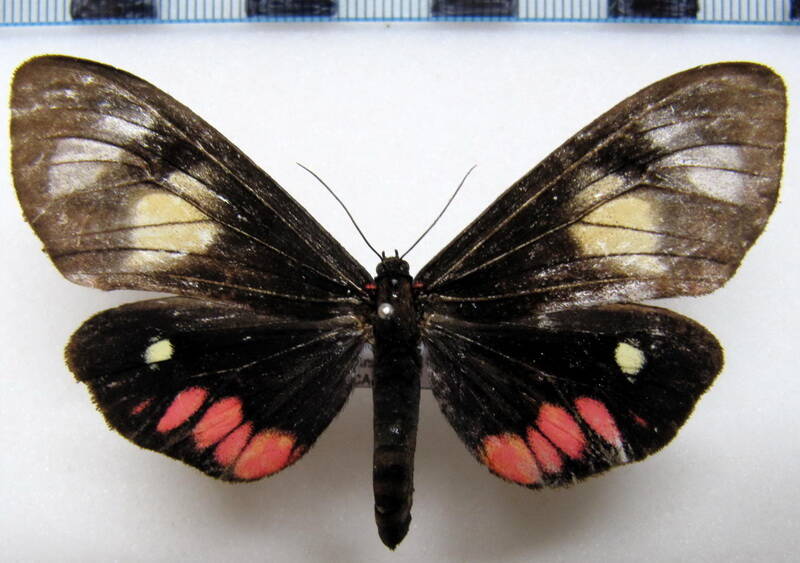 dysschema_tricolor_f04_gf-standard.jpg