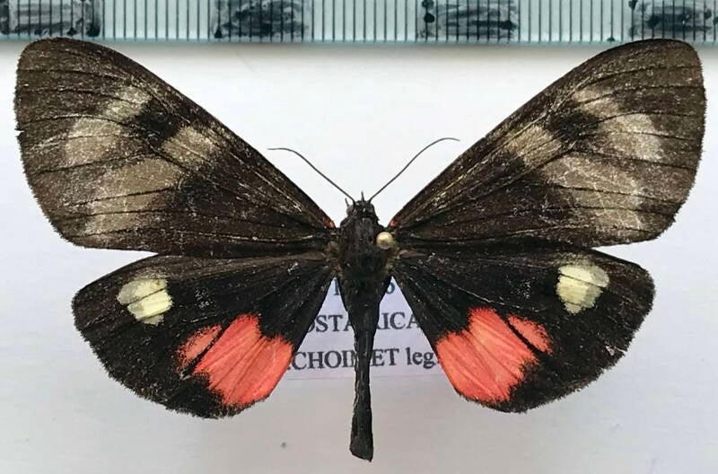 dysschema_tricolor_f_cr-standard.jpg