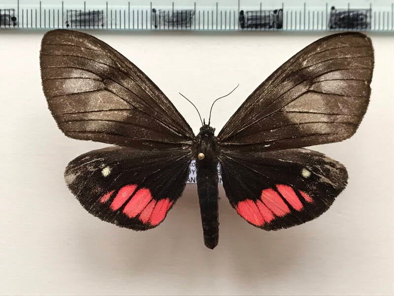 dysschema_tricolor_f_perou-standard.jpg
