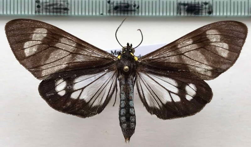 dysschema_tricolor_m_Colombie