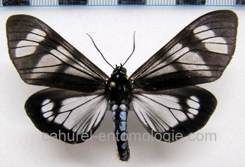 dysschema_tricolor_m_eq-standard-8eggu0.jpg
