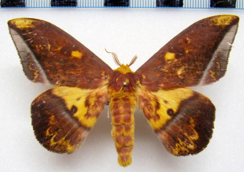 eacles_adoxa_gf_m02-standard.jpg