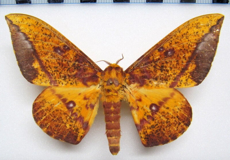 Eacles barnesi mâle A1- Equateur