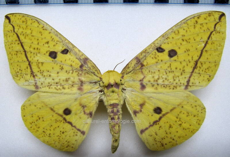 eacles_imperialis_cacicus_f_eq-standard.jpg