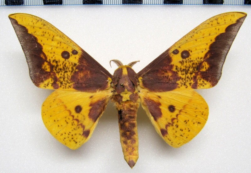 Eacles imperialis cacicus mâle A1- Equateur