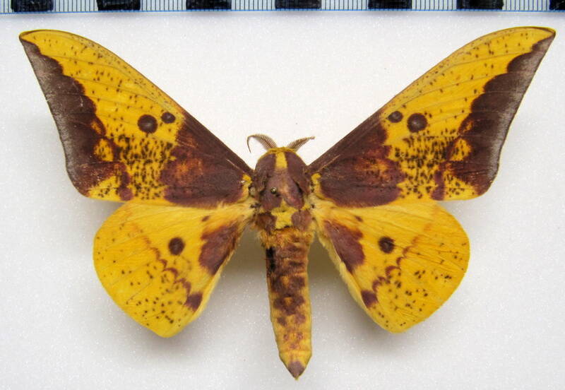 eacles_imperialis_cacicus_gf_m01-standard-gitezs.jpg