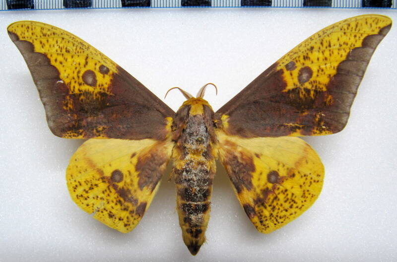 eacles_imperialis_cacicus_gf_m02-standard.jpg