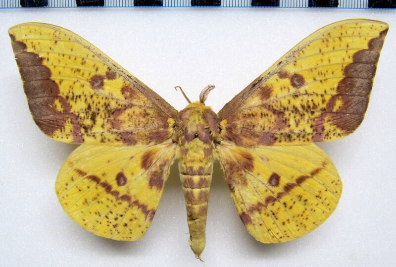 eacles_imperialis_mex_m-standard.jpg