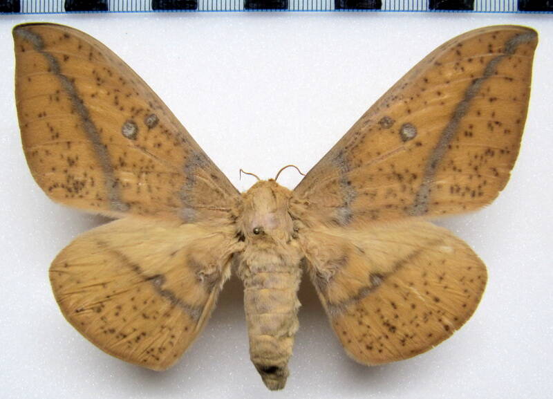 eacles_imperialis_opaca_arg_f-standard.jpg